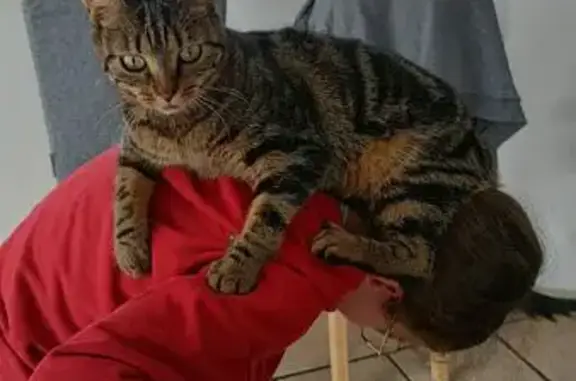 Animaux perdus Champagnole, photo: Chatte tigrée disparue à Champagnole