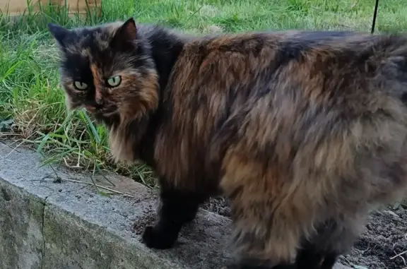 Animaux trouvés , photo: Chat trouvé : cherche ses propriétaires