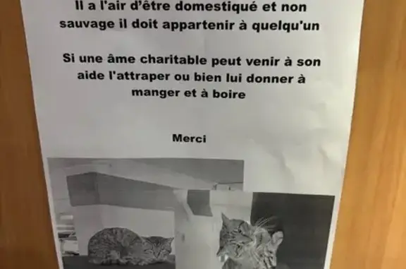 Chat errant trouvé dans parking à Nîmes - photo