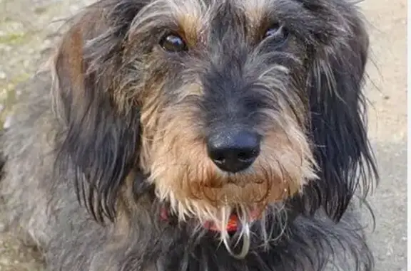 Chien trouvé , photo: Chien sociable perdu à Beaupréau-en-Mauges
