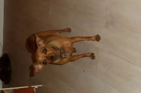 Perdue : Chienne Pincherre Chouquette à Angers - photo