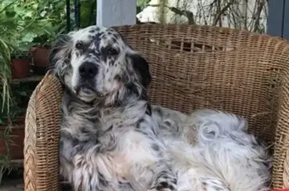 Chien perdu , photo : Setter anglais tricolore perdu à Francs