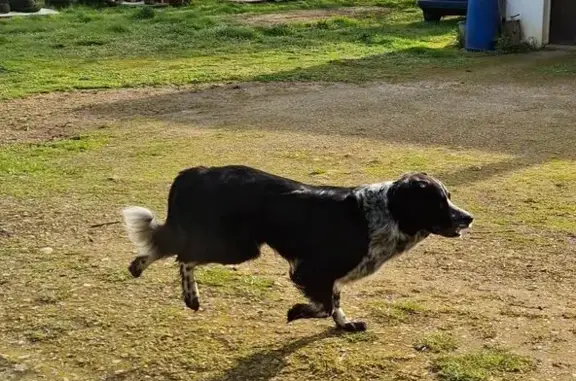 Chien errant trouvé à Pranzac - photo