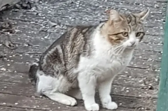 Chat perdu trouvé à Écully - photo