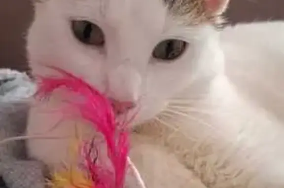 Animaux perdus , photo: Chat mâle 1 an perdu à Thiron-Gardais