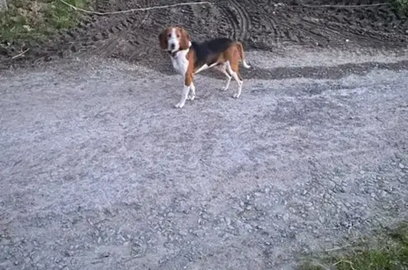 Chien trouvé Saint-Georges-de-Reintembault, photo: Beagle craintif trouvé à Saint-Georges