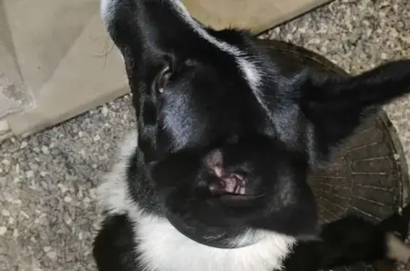 Chien mâle Border Collie trouvé à Serbannes - photo