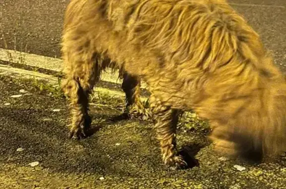 Chien trouvé , photo: Chien âgé errant sur route à Camalès
