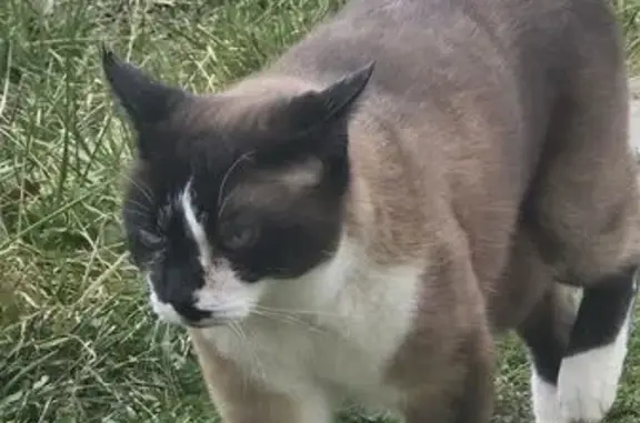 Animaux perdus , photo: Siam, chat mâle Siamois perdu à Pougny