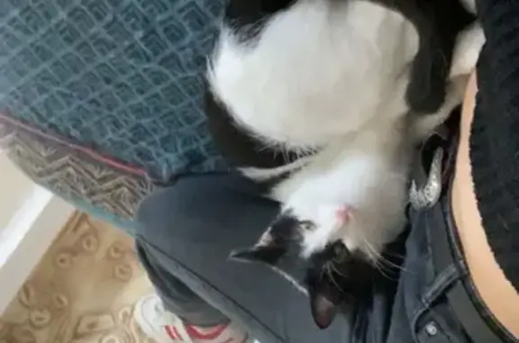Animaux perdus Mirecourt, photo: Chat noir et blanc perdu à Mirecourt