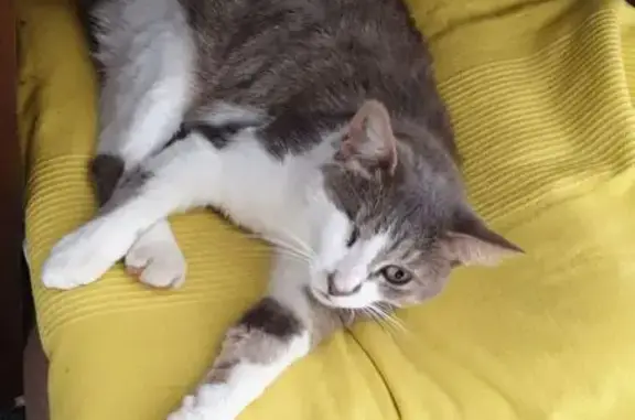 Animaux perdus , photo: Chat perdu : Pikachu gris et blanc, un œil