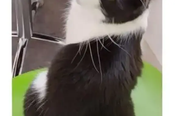 Animaux perdus Bourgneuf, photo: Chat noir et blanc disparu à Bourgneuf