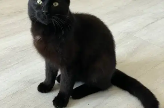 Chat mâle noir trouvé à Rennes - photo