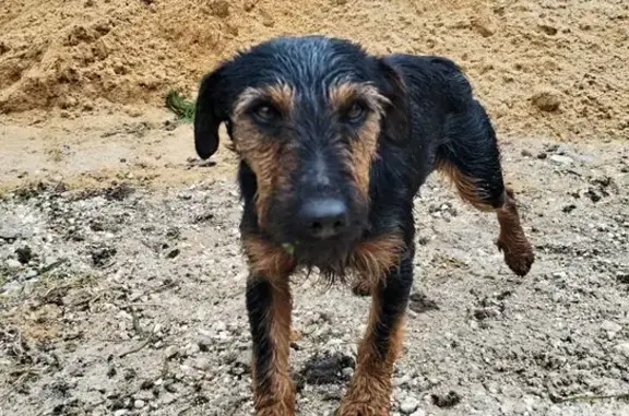 Animaux trouvés , photo: Chien noir trouvé à Vanxains