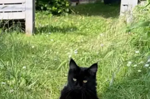 Animaux perdus Dourgne, photo: Chat noir craintif perdu à Dourgne