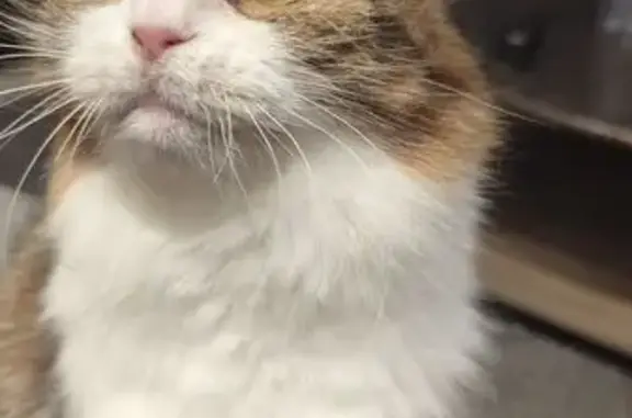 Animaux perdus Grasse, photo: Chat tricolore disparu à Grasse