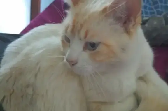 Chat sociable trouvé à Jacob-Bellecombette - photo