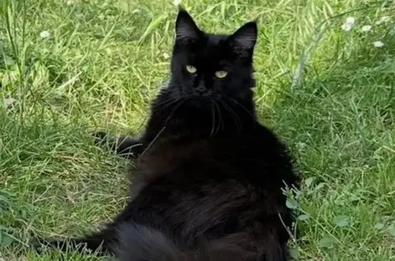 Animaux perdus Dourgne, photo: Chatte noire craintive perdue à Dourgne