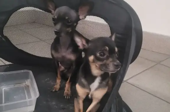 Chiens trouvés avec puces étrangères à Lyon - photo