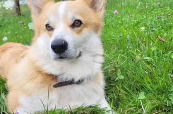 Chien perdu , photo : Chien fauve perdu à Notre-Dame-des-Millières