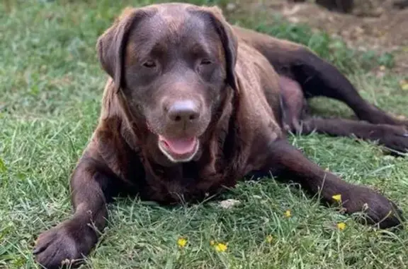 Chien perdu , photo : Chienne labrador chocolat disparue à Queyrières