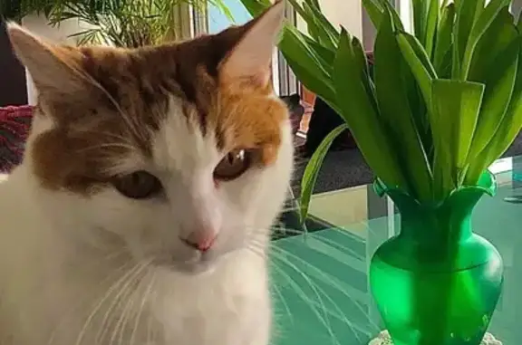 Mimi, chatte craintive disparue, Les Sables - photo