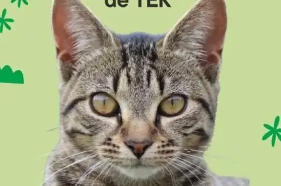 Animaux perdus , photo: Petite chatte tigrée perdue à Droué