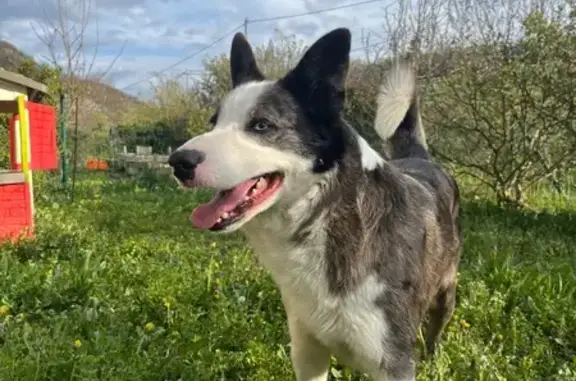 Chien trouvé Saint-Alban-Leysse, photo: Chien trouvé: taille moyenne, yeux vairons