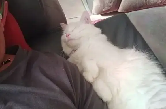 Chatte blanche perdue, pucée, stérile - photo