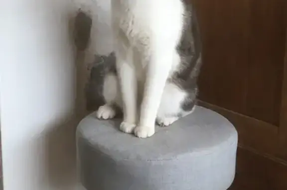 Animaux perdus Dax, photo: Chat mâle gris/blanc disparu à Dax