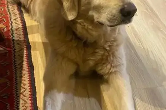 Animaux perdus Quillan, photo: Golden retriever blond perdu à Quillan