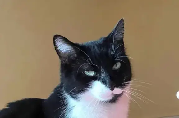 Chat noir et blanc Mushu perdu à Sancé - photo