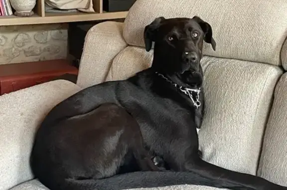 Chien perdu Colombiers, photo : Chien perdu : Doberman croisé à Colombiers