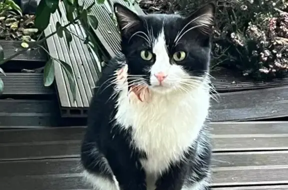 Chat noir et blanc blessé, craintif trouvé - photo