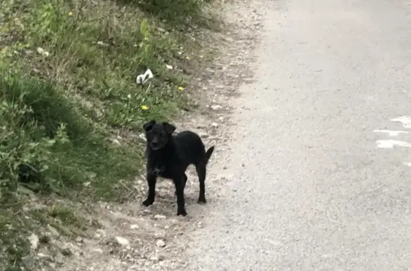 Chien trouvé Lorient, photo: Chienne noire perdue à Lorient