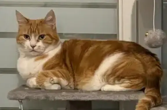 Chat perdu, , photo: Chat roux et blanc perdu à Olivet