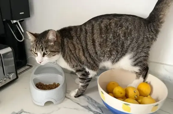 Chat tigré et blanc perdu à Nice - photo