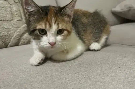 Chat perdu, Sochaux, photo: Chaton perdu, femelle tigrée, Sochaux