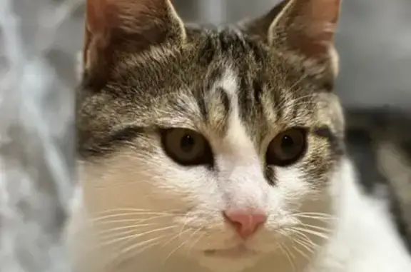 Chat perdu, Aulnay-sous-Bois, photo: Chat perdu le 2 avril à Aulnay-sous-Bois
