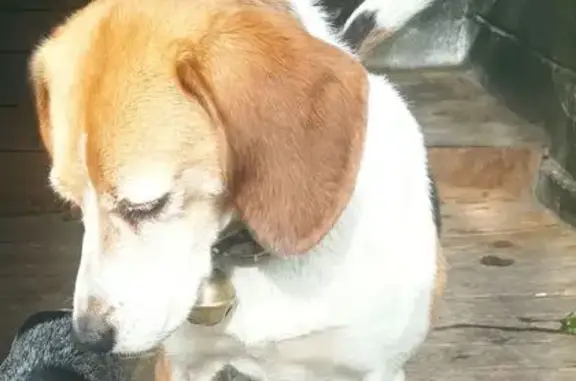 Chien perdu , photo : Beagle et chienne perdus à Saint-Martin