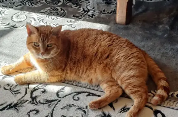 Chat européen roux échappé à Sauzet - photo