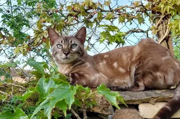 Chat beige marbré perdu à Thiverval - photo