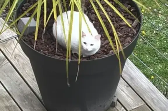 Chat blanc craintif trouvé à Nantes - photo