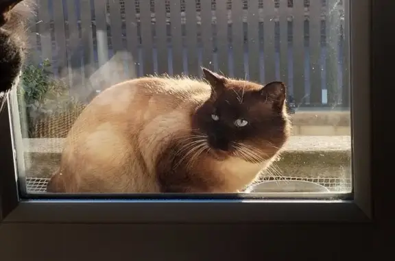 Animaux trouvés Sainte-Savine, photo: Chat siamois blessé rue Lamoricière
