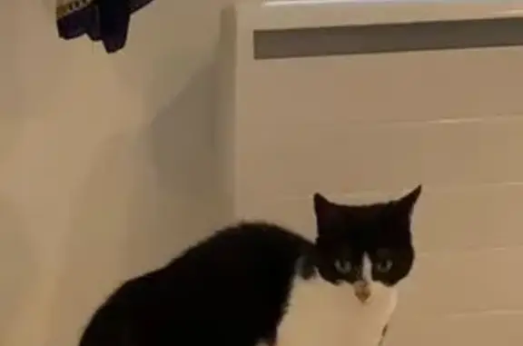 Chat noir et blanc trouvé à Angers - photo