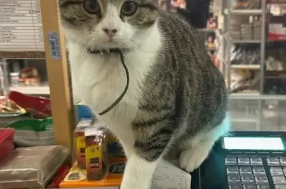 Chat perdu, Blois, photo: Chatte perdue gris-blanc Rue Michel Bégon