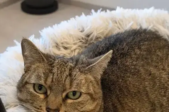 Animaux perdus Rimogne, photo: Chat perdu, très peureux à Rimogne