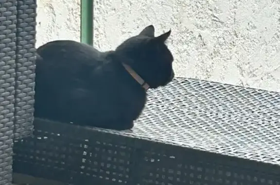 Animaux trouvés Sainte-Anastasie-sur-Issole, photo: Chat noir trouvé, collier marron, apeuré