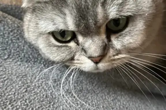 Chat perdu, Mons-en-Barœul, photo: Chat gris perdu, Scottish Fold à Mons
