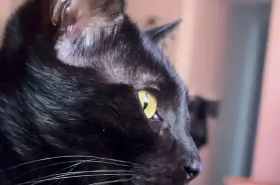 Chat perdu, Bagnols-sur-Cèze, photo: Chat sociable disparu à Bagnols-sur-Cèze